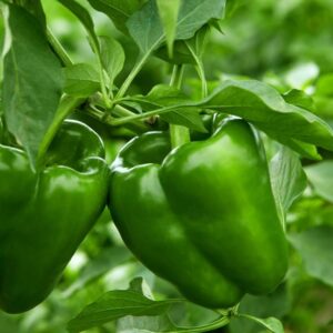 Shimla Mirch (Capsicum - Green)