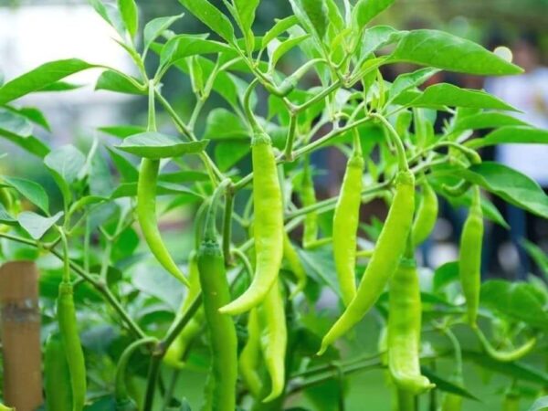 Hari Mirch (Green Chili)
