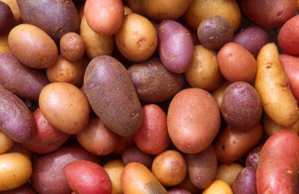 Potato (Aloo)