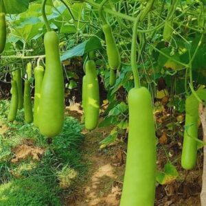 Lauki (Bottle Gourd)