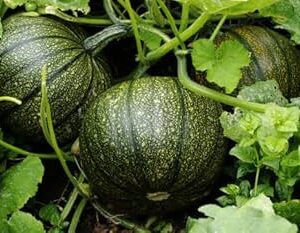 Green Pumpkin (Hari Kaddu)