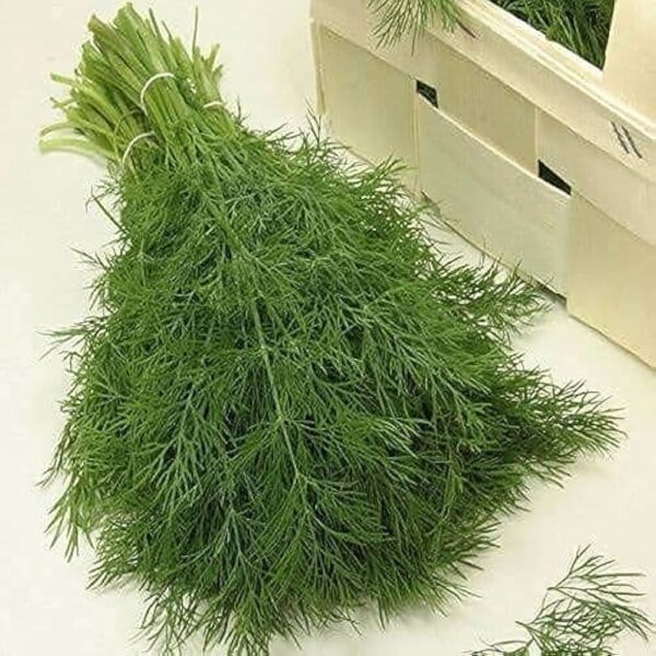 Shepu (Dill Leaves)