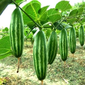 Parwal (Pointed Gourd)