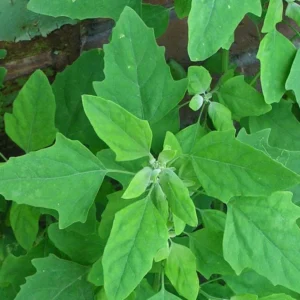 Bathua (Chenopodium)