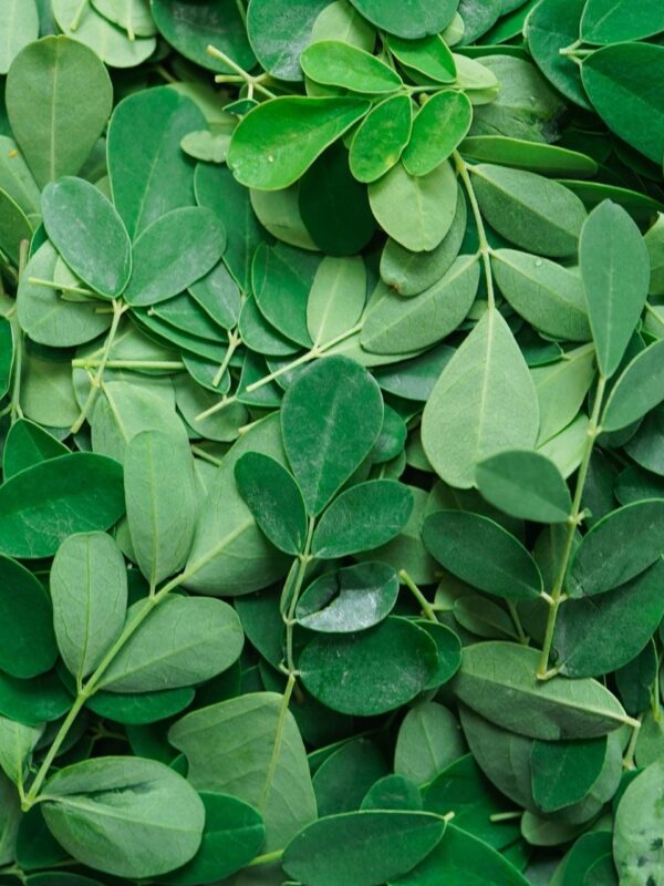 Drumstick Leaves