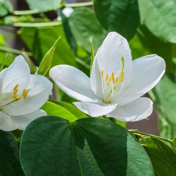 Kachnar Leaves (Bauhinia)