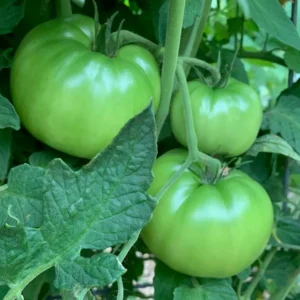 Hara Tamatar (Green Tomato)