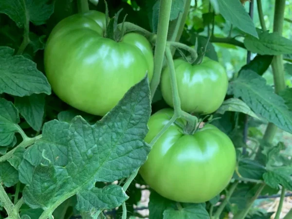 Hara Tamatar (Green Tomato)