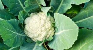 Kanphool (Green Cauliflower Leaves)