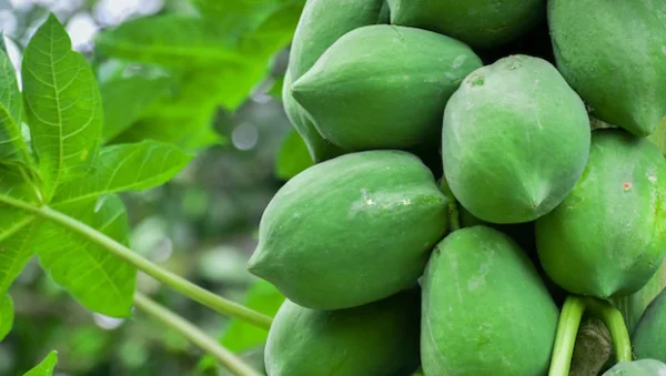 Raw Papaya (Kacha Papita)